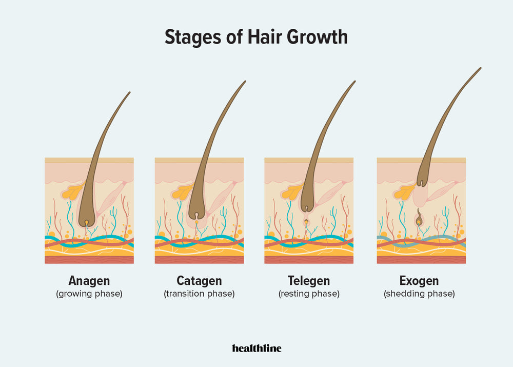 How PRIMAL HAIR Works to help increase your hair regrowth