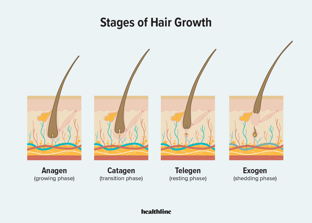 How PRIMAL HAIR Works to help increase your hair regrowth